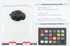 Foto (Objekt + Etikett) von Sequoia bowerbankii Ettingshausen (NHMW-GEO-2024-0188-8934)